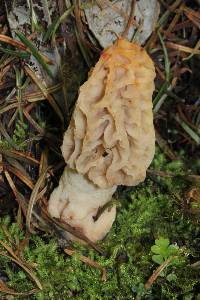 Morchella rufobrunnea image