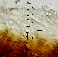 Psilocybe hoogshagenii image