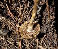 Psilocybe aztecorum image