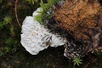 Peltigera neopolydactyla image