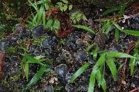 Peltigera neopolydactyla image