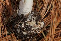 Amanita gemmata image