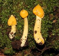 Entoloma murrayi image