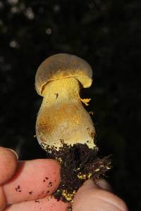 Retiboletus flavoniger image