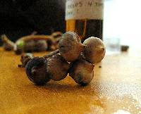 Psilocybe zapotecorum image