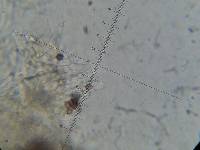 Psilocybe neoxalapensis image
