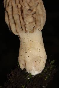 Morchella rufobrunnea image