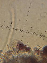 Psilocybe neoxalapensis image