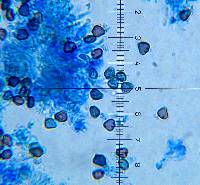Psilocybe neoxalapensis image