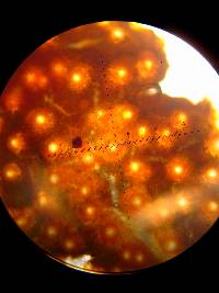 Hypomyces macrosporus image