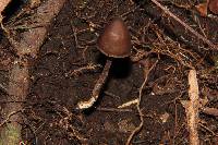 Psilocybe neoxalapensis image