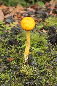 Pulveroboletus curtisii image