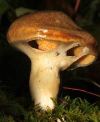 Suillus lutescens image