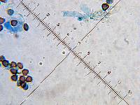 Psilocybe neoxalapensis image