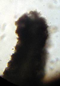 Psilocybe zapotecorum image