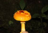 Amanita flavoconia var. inquinata image