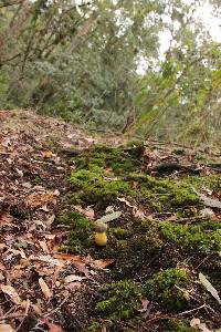 Retiboletus flavoniger image