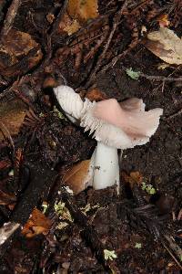 Hygrocybe calyptriformis var. calyptriformis image