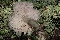 Hygrocybe calyptriformis var. calyptriformis image