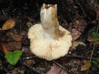 Russula fragrantissima image