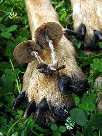 Psilocybe zapotecorum image