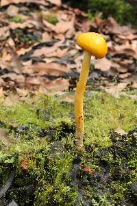 Pulveroboletus curtisii image