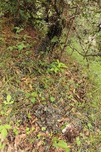 Peltigera praetextata image
