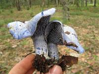 Lactarius indigo image