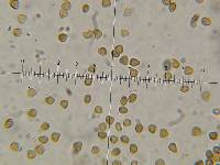 Psilocybe neoxalapensis image