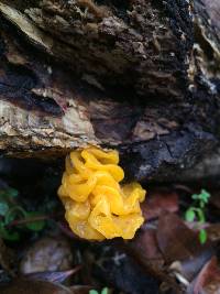 Tremella aurantia image