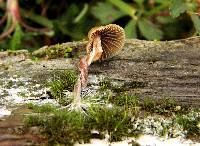 Psilocybe aztecorum image