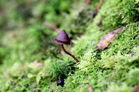 Psilocybe fagicola image