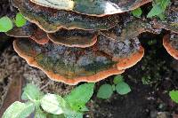 Image of Polyporus lignosus