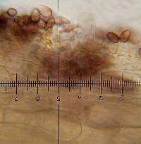 Psilocybe hoogshagenii image