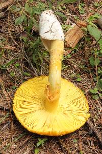 Amanita yema image