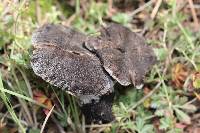 Tricholoma terreum image