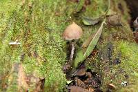 Psilocybe yungensis image