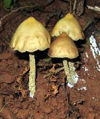 Psilocybe zapotecorum image