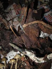 Psilocybe zapotecorum image