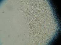 Trogia icterina image