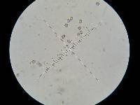 Psilocybe neoxalapensis image