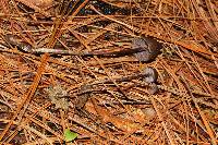 Psilocybe neoxalapensis image