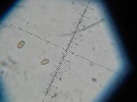 Inocybe hystrix image