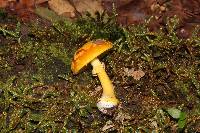 Amanita flavoconia var. inquinata image