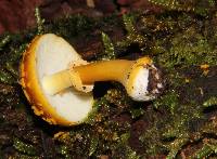 Amanita flavoconia var. inquinata image