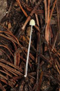 Mycena chloroxantha image