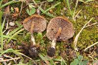 Psilocybe muliercula image