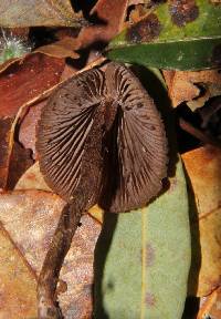 Psilocybe heimii image