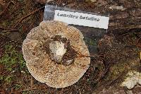 Lenzites betulina image