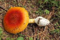 Amanita yema image